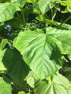 Image of Paulownia tomentosa (Thunb.) Steud.