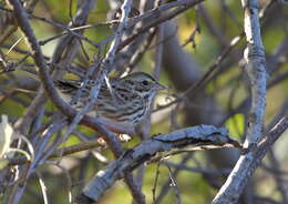 Image of Passerculus sandwichensis savanna (Wilson & A 1811)