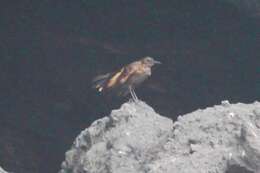 Image of Peruvian Seaside Cinclodes