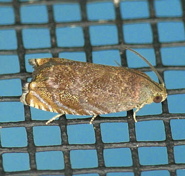 Image of Hickory Shuckworm Moth