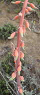 Image of Gasteria brachyphylla var. brachyphylla