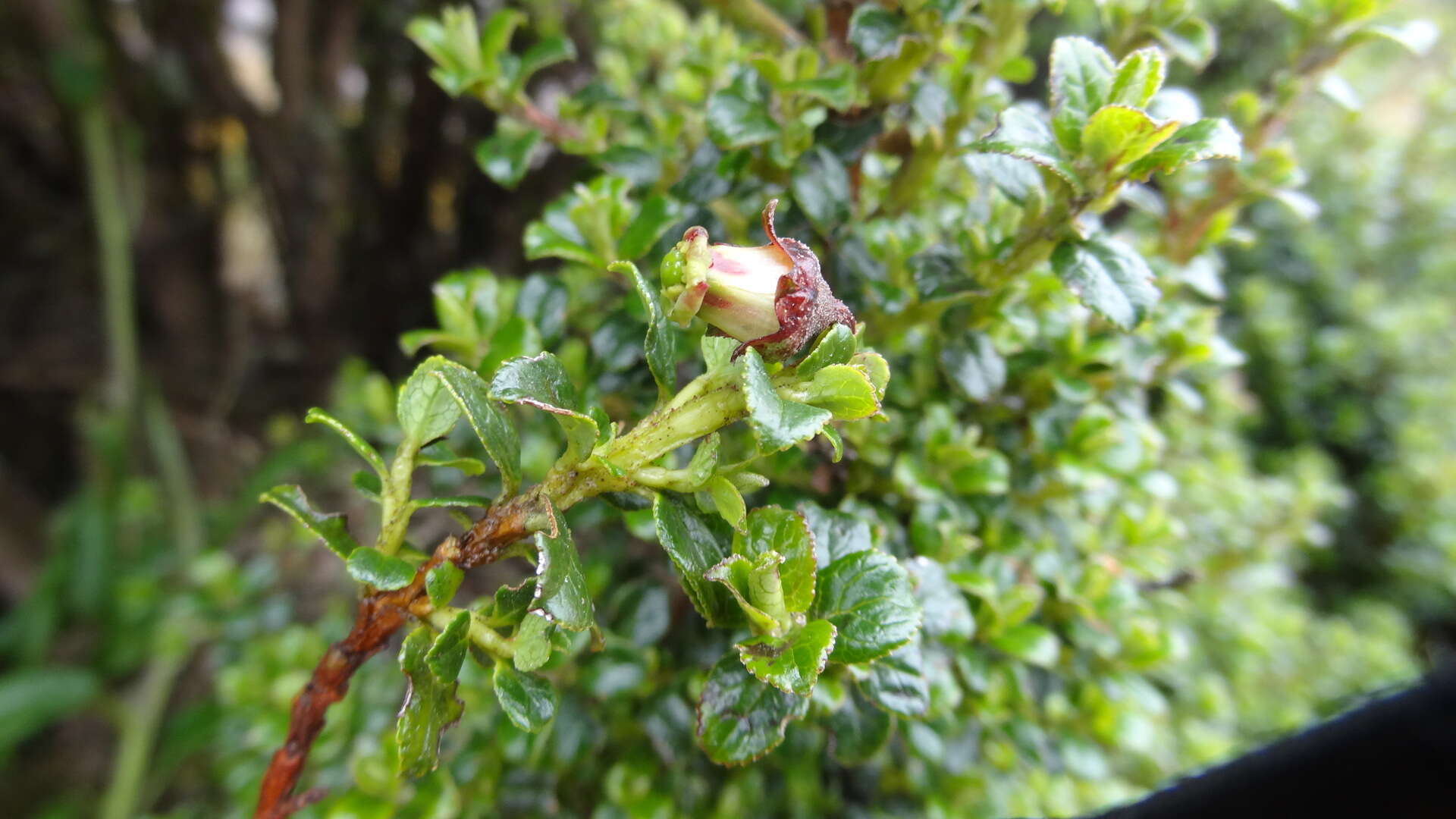 Escallonia myrtilloides L. fil. resmi