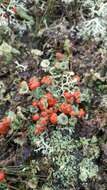 Imagem de Cladonia floerkeana (Fr.) Flörke