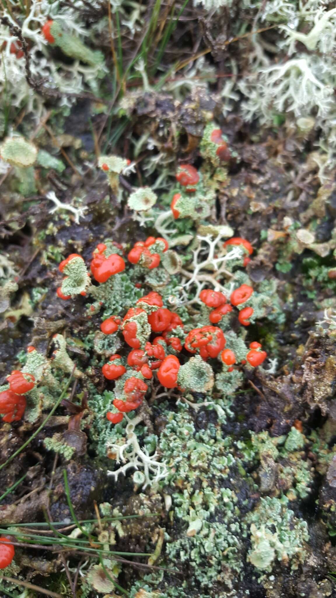 Imagem de Cladonia floerkeana (Fr.) Flörke