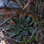 Image of Echeveria heterosepala Rose ex Britton & Rose