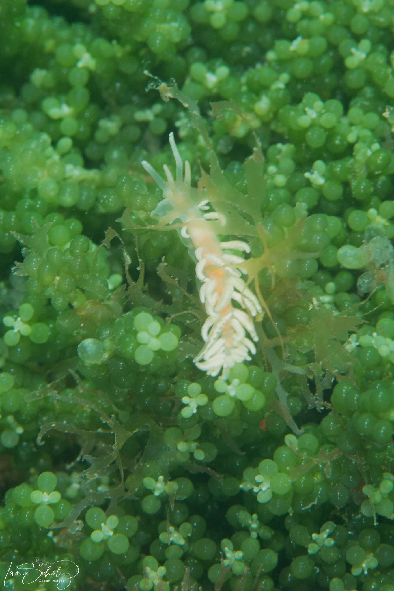 Image of coral nudibranch