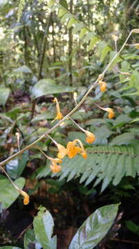 Imagem de Globba pendula Roxb.