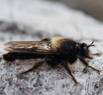 Image of Laphria ephippium (Fabricius 1781)