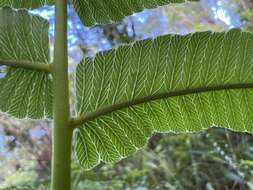 Image of Menisciopsis cyatheoides (Kaulf.) S. E. Fawc. & A. R. Sm.