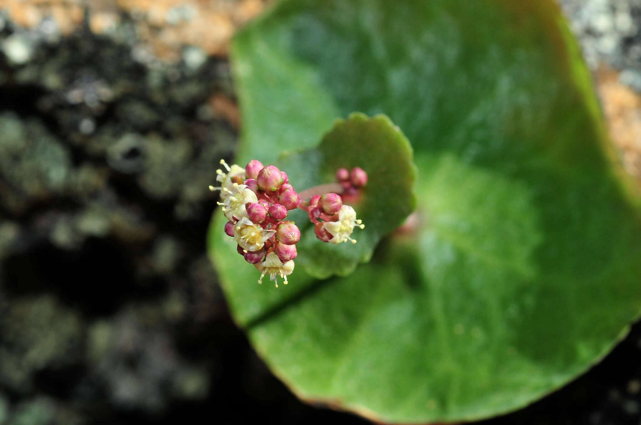 Image of Crassula umbella Jacq.