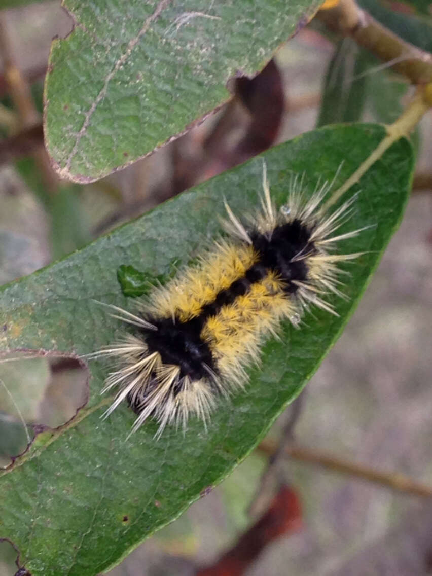 Слика од Lophocampa maculata Harris 1841