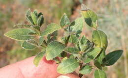 Plancia ëd Ruellia cordata Thunb.