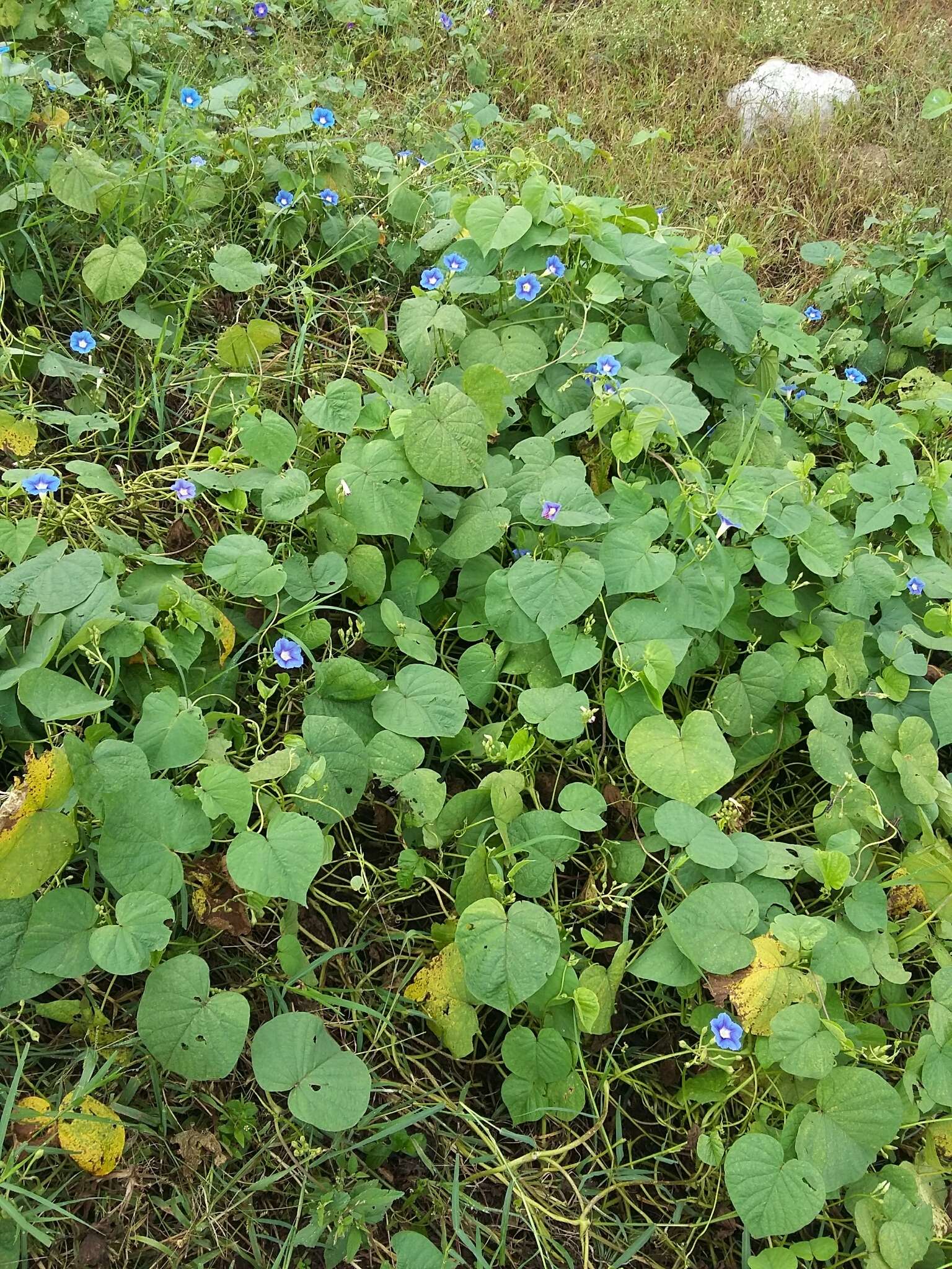 Image of Ipomoea parasitica (Kunth) G. Don