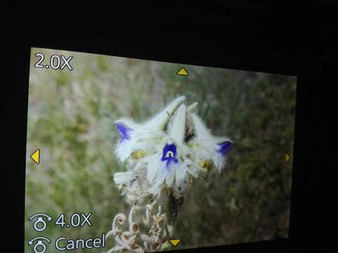 Image of Delphinium szowitsianum Boiss.