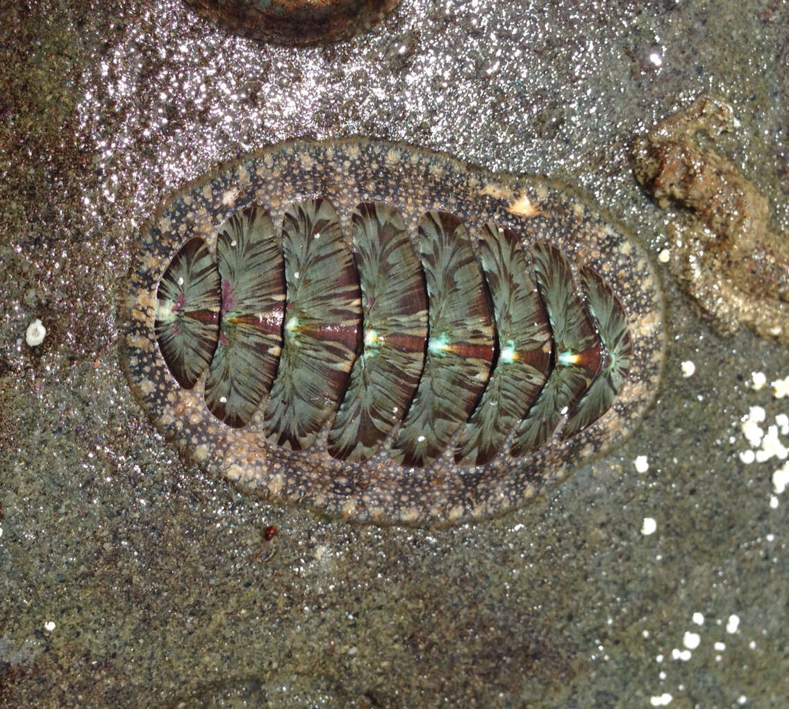 Image of Woody Chiton