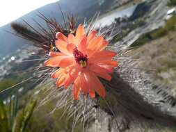 Image of Cleistocactus sepium (Kunth) F. A. C. Weber