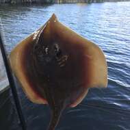 Image of Atlantic Stingray