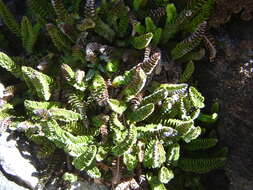 Plancia ëd Polystichum andinum Phil.