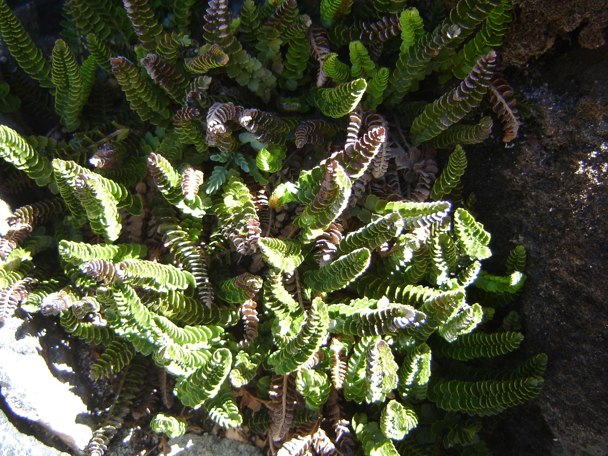 Plancia ëd Polystichum andinum Phil.