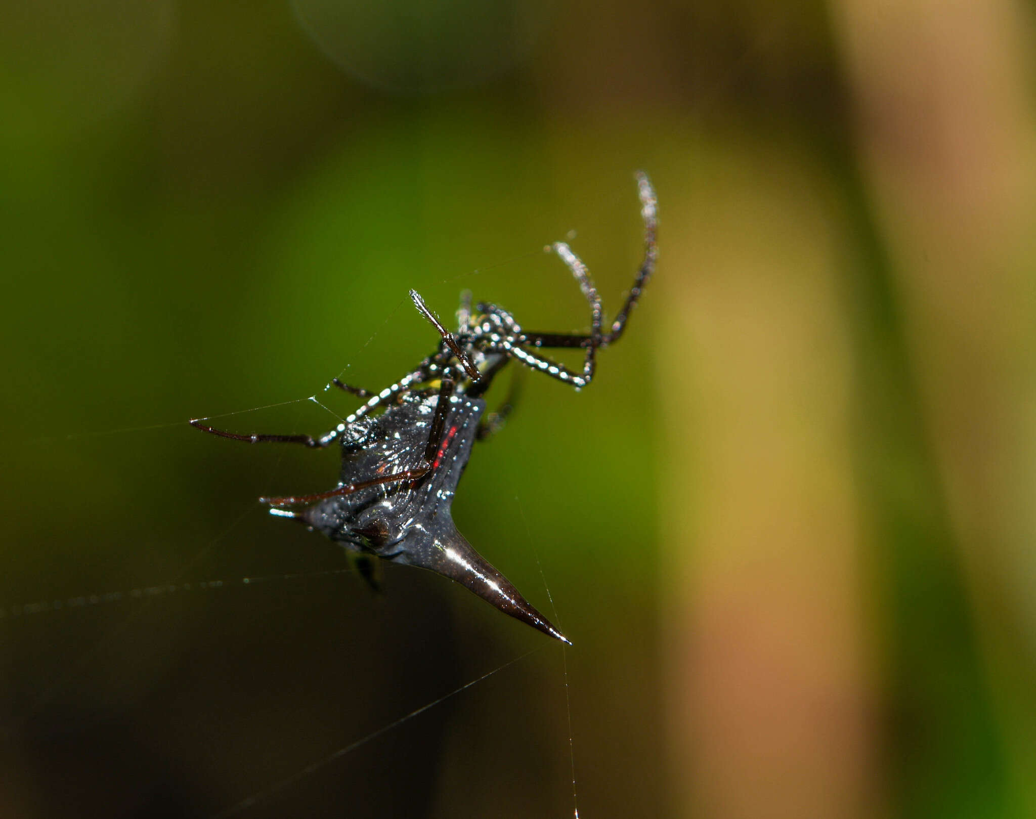 صورة Micrathena pilaton Levi 1985