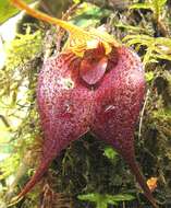 Imagem de Masdevallia angulata Rchb. fil.