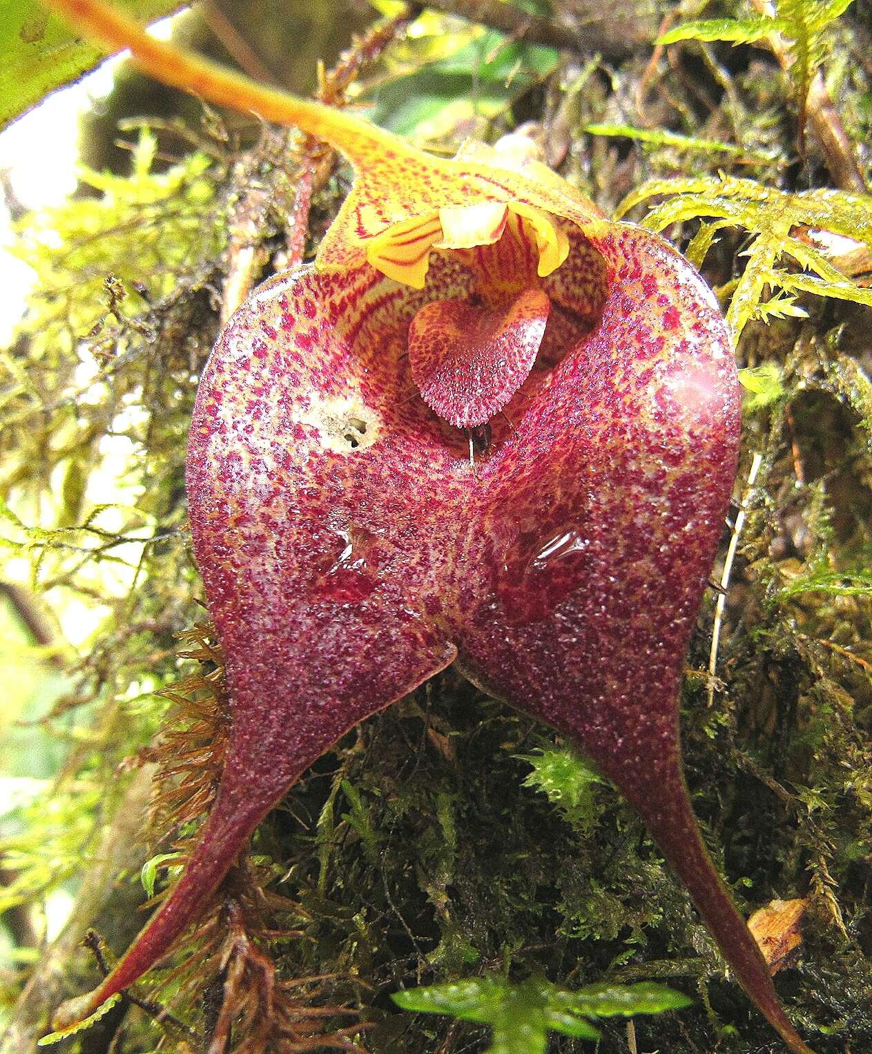 Imagem de Masdevallia angulata Rchb. fil.