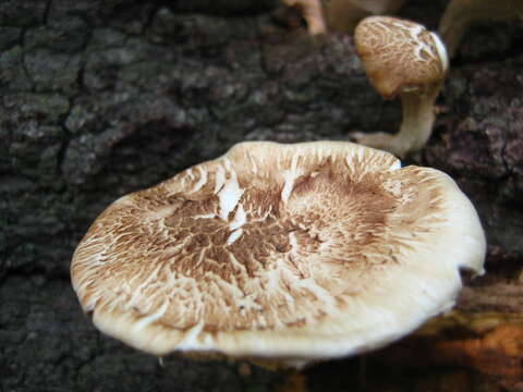 Image de Lentinula raphanica (Murrill) Mata & R. H. Petersen 2001