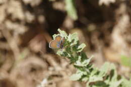 Image of Western pygmy blue