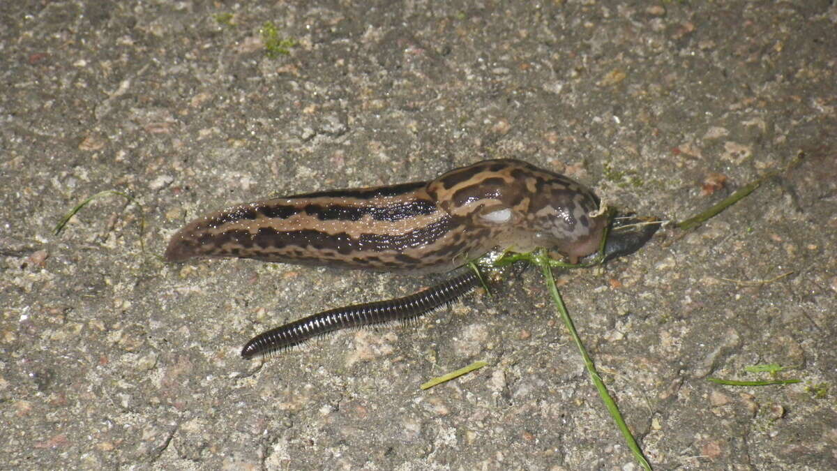 Image of garden slugs