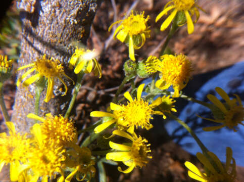 Image of lambstongue ragwort