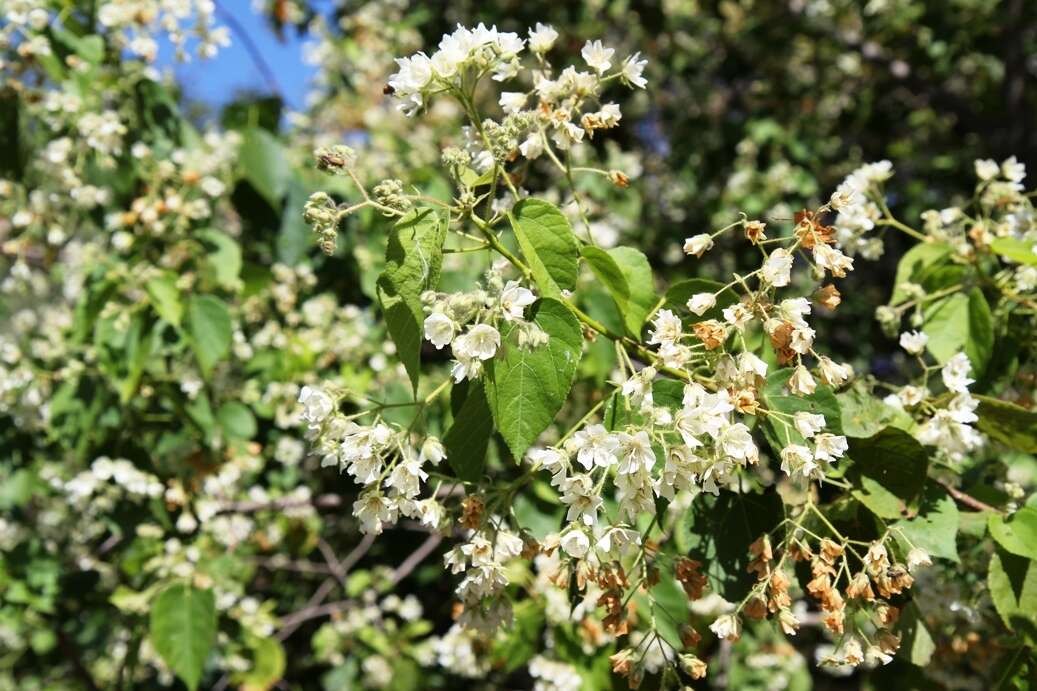 Image of Natal wild pear