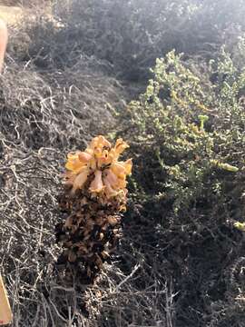 Image of Desert hyacinth