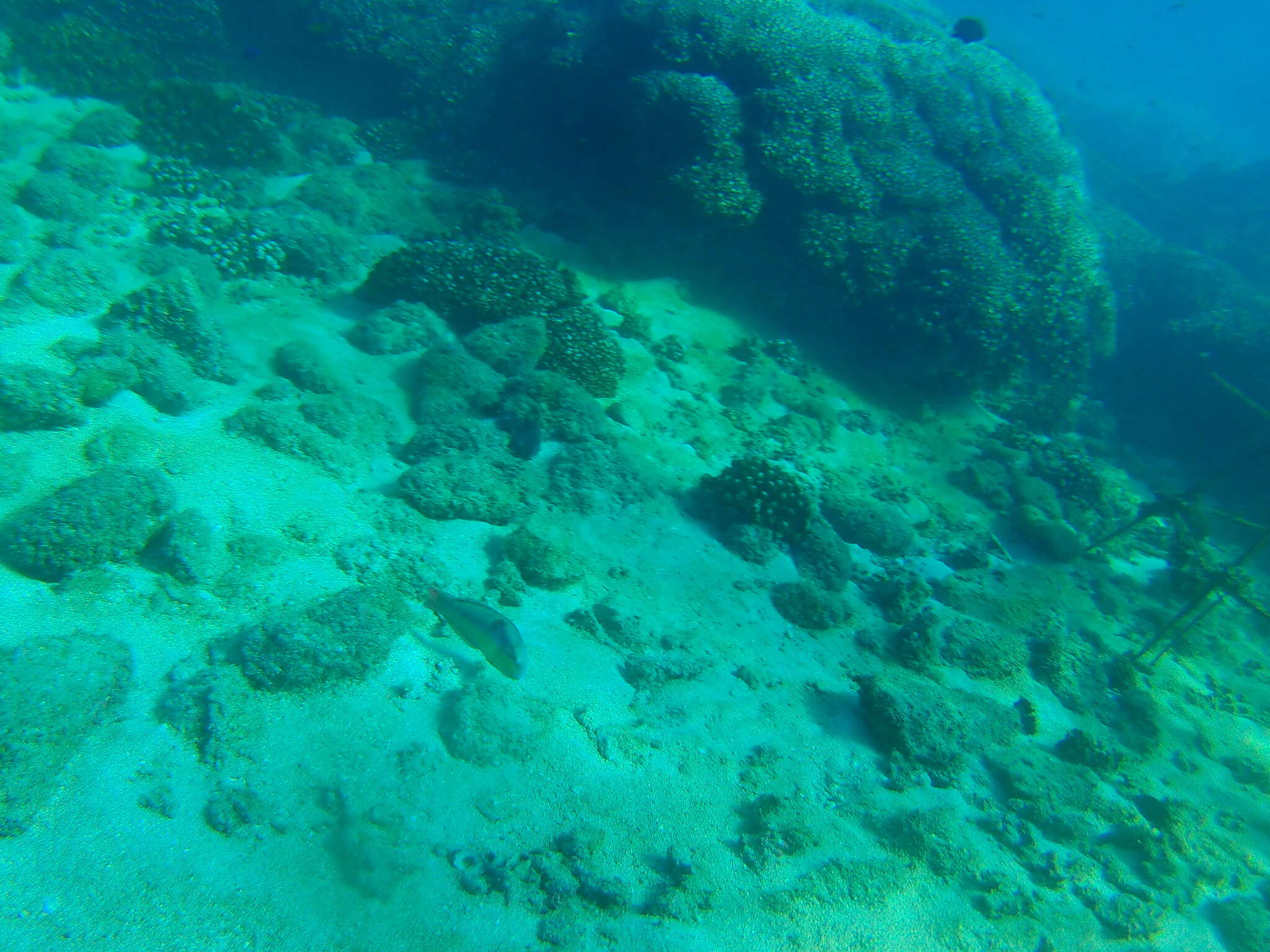 Image of Spinster wrasse