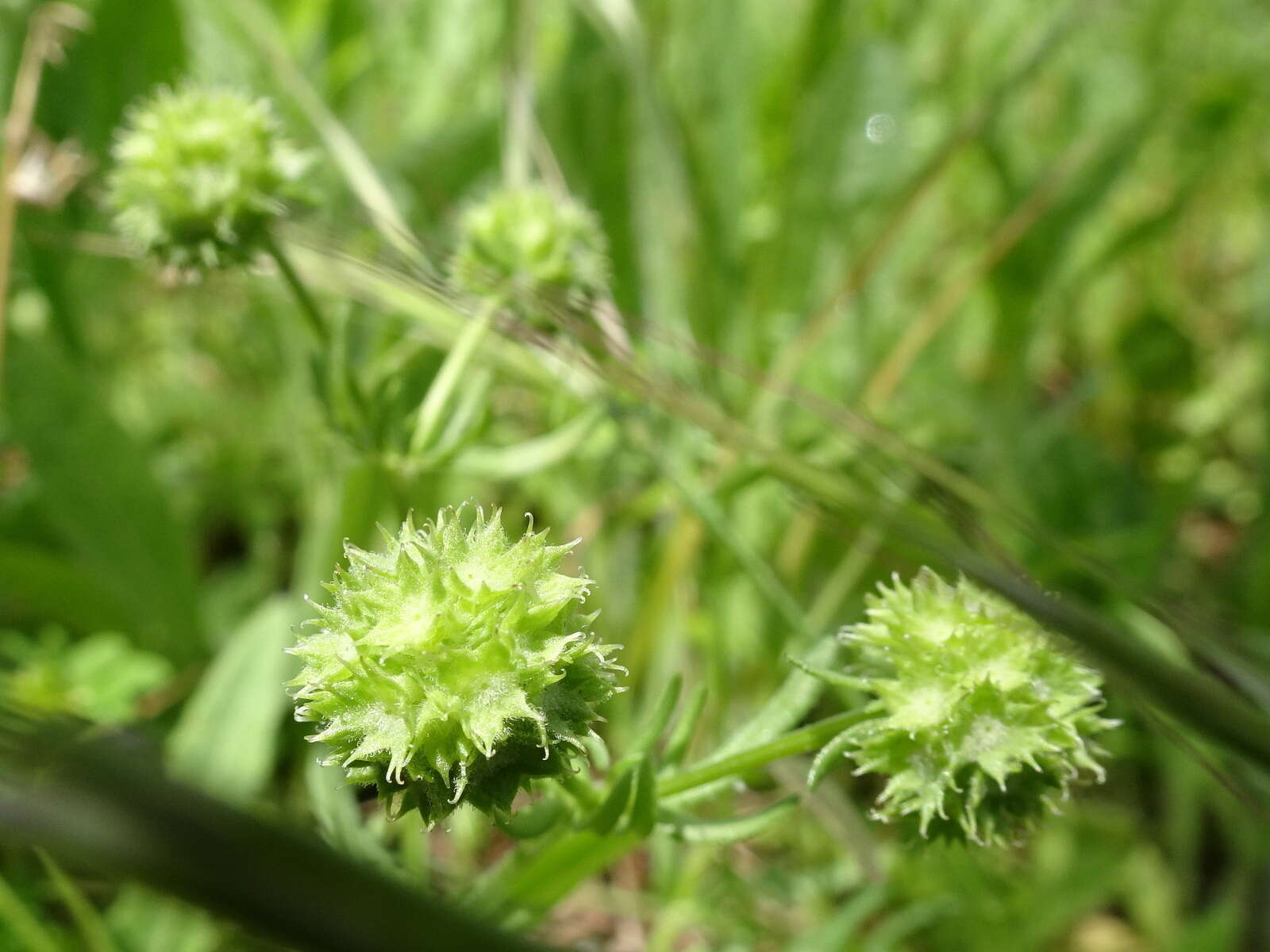 Image of Valerianella discoidea (L.) Loisel.