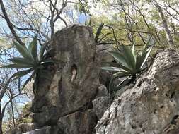 Image of Agave wercklei F. A. C. Weber ex Wercklé