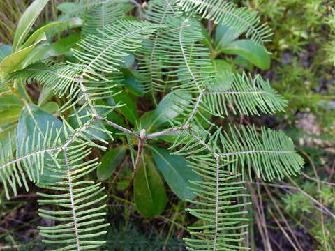 Image of Gleichenia dicarpa R. Br.