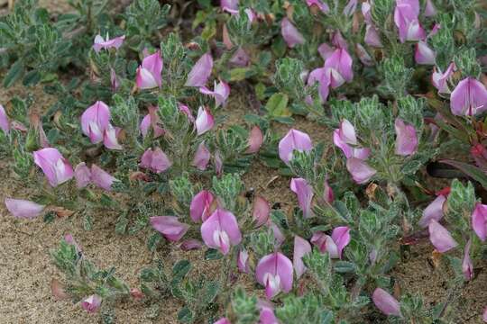 Image of common restharrow