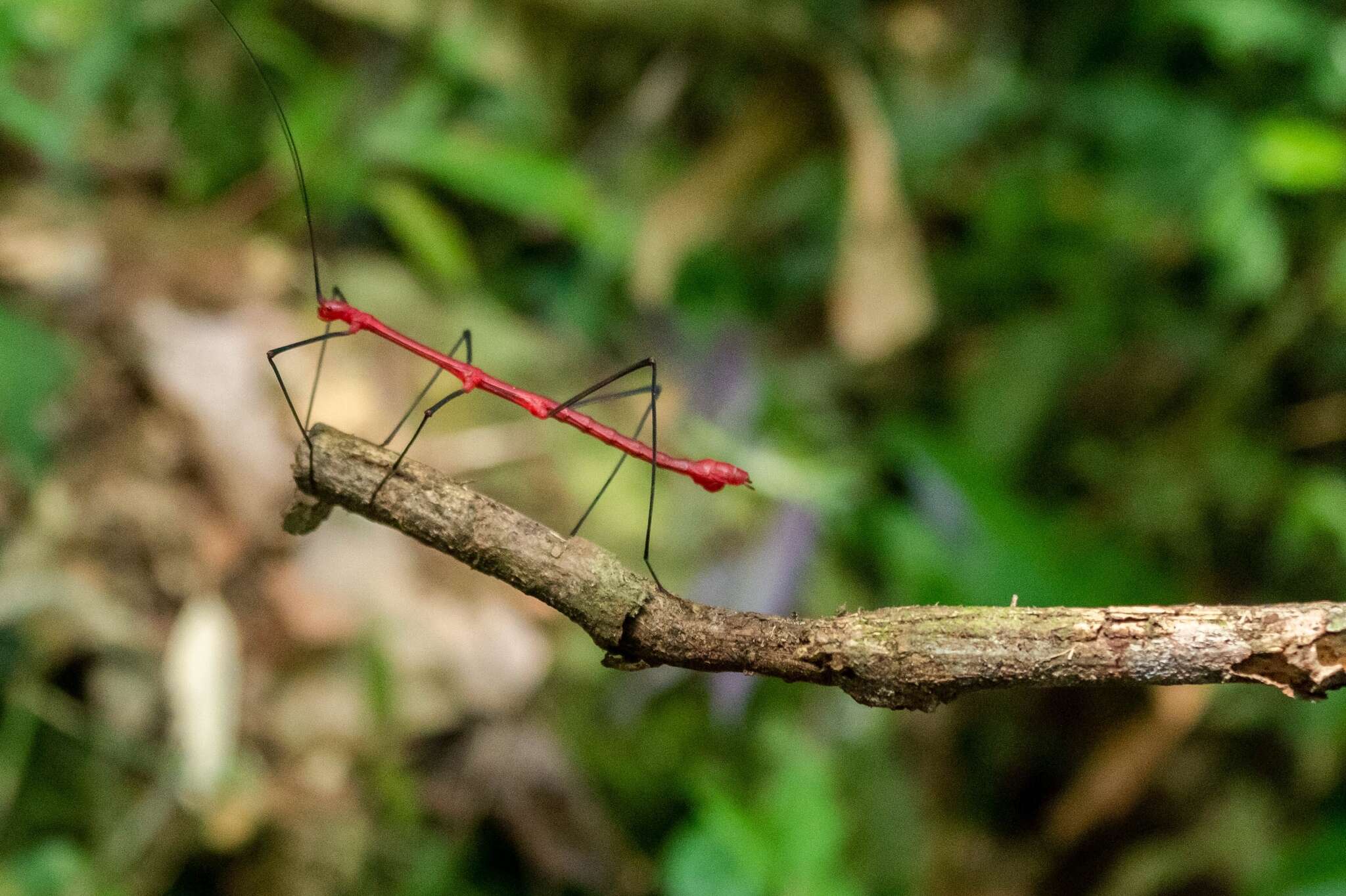 صورة Oreophoetes peruana (Saussure 1868)