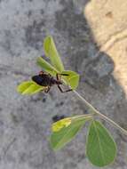 Image of Apiomerus floridensis Berniker & Szerlip ex Berniker et al. 2011