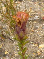 Image of Pteronia hirsuta L. fil.