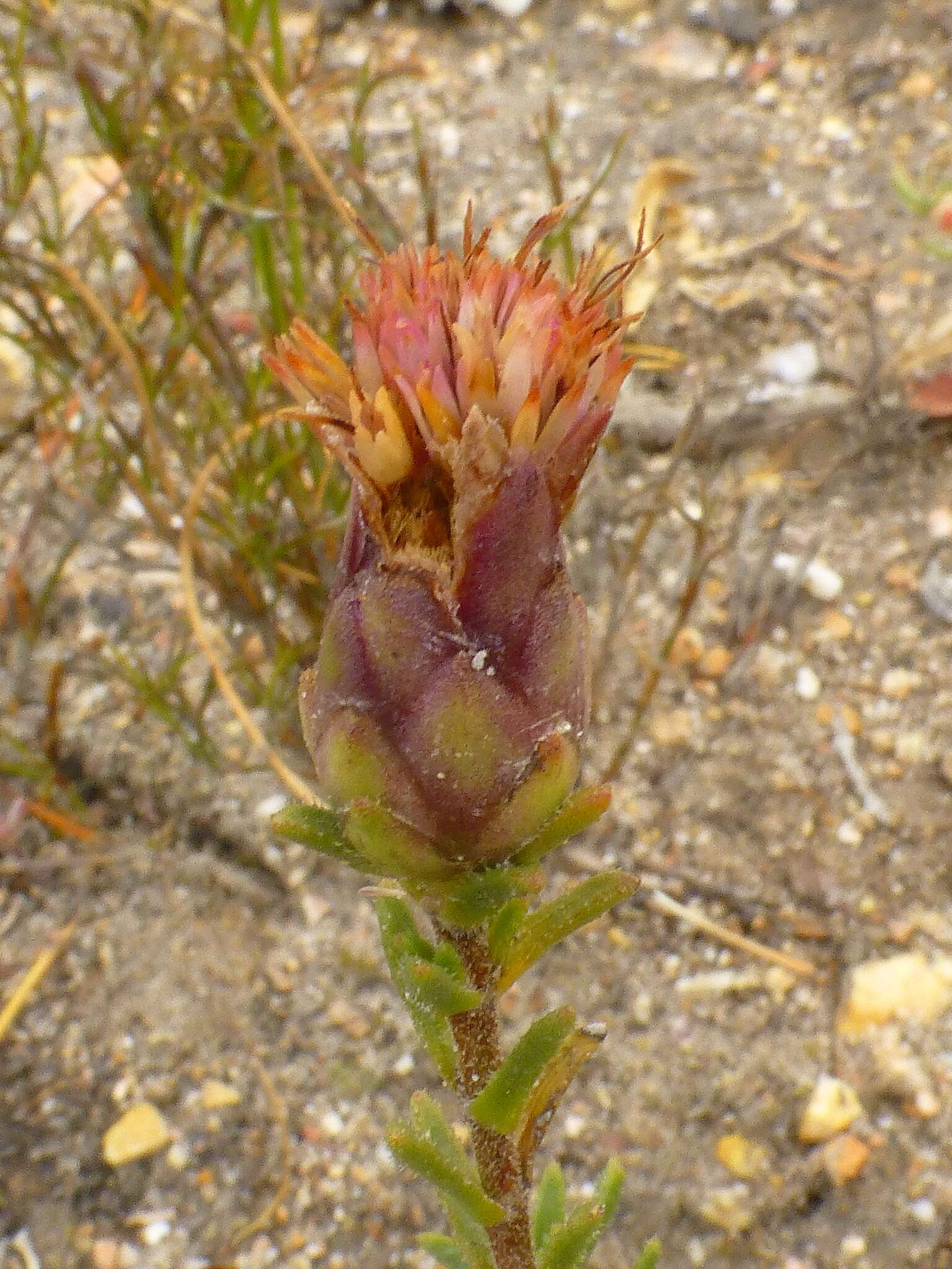 Sivun Pteronia hirsuta L. fil. kuva