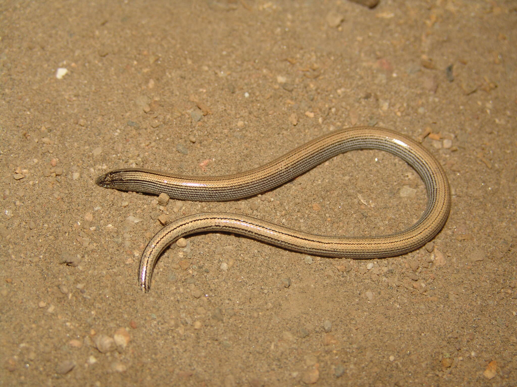 Image of Baja California Legless Lizard