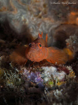 Image of Rusty Goby