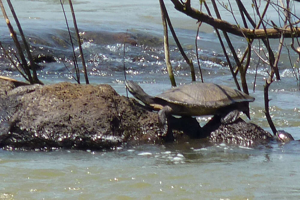 Image of William’s South-American Side-necked Turtle