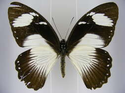 Image of <i>Papilio <i>dardanus</i></i> dardanus