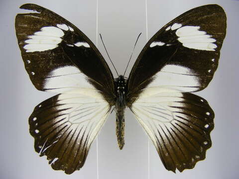 Image of <i>Papilio <i>dardanus</i></i> dardanus