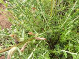 Image of coast Indian paintbrush