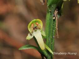 Слика од Platanthera minor (Miq.) Rchb. fil.