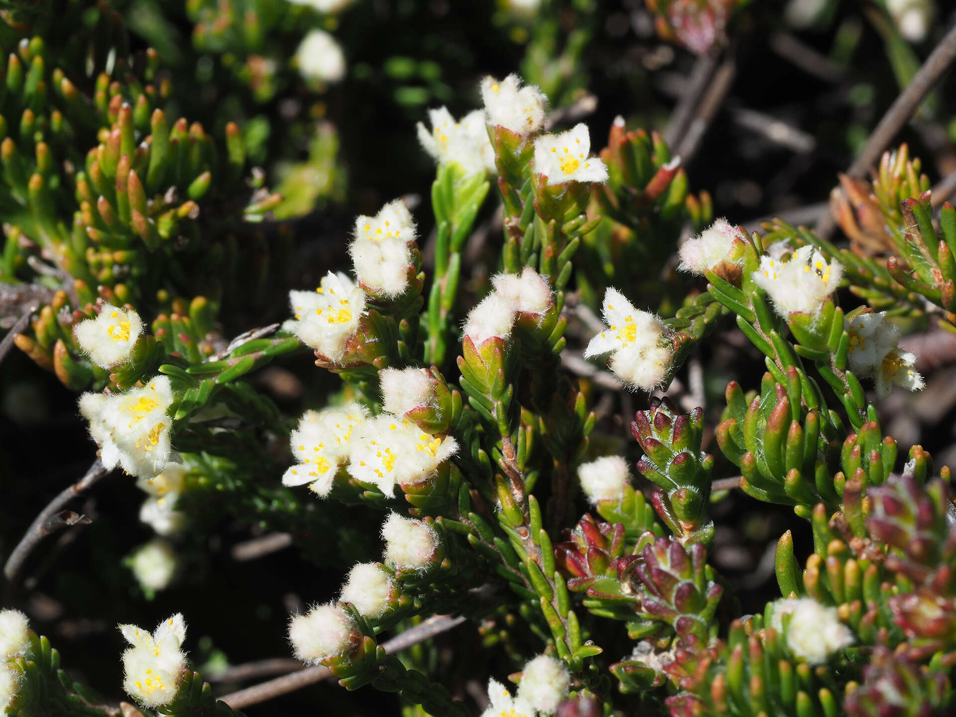 Image of Lachnaea laniflora (C. H. Wright) P. Bond