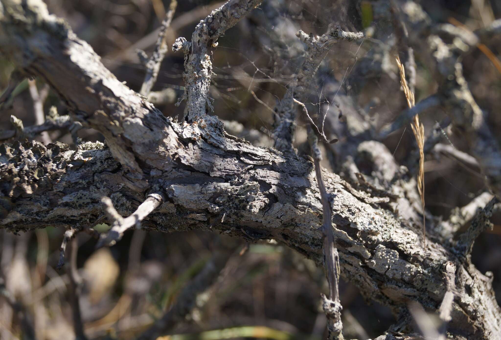 Image of Crataegus karadaghensis Pojark.